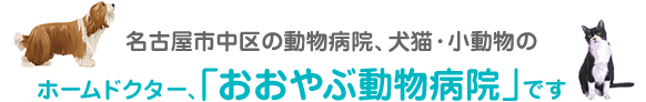 名古屋市中区の動物病院、犬猫・小動物のホームドクター、「おおやぶ動物病院」です